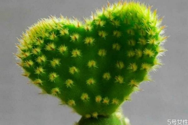 食用仙人掌的作用與功效 食用仙人掌居然可以治病 食用仙人掌的作用與功效 食用仙人掌居然可以治病