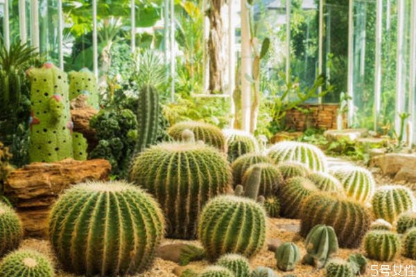 食用仙人掌的作用與功效 食用仙人掌居然可以治病 食用仙人掌的作用與功效 食用仙人掌居然可以治病