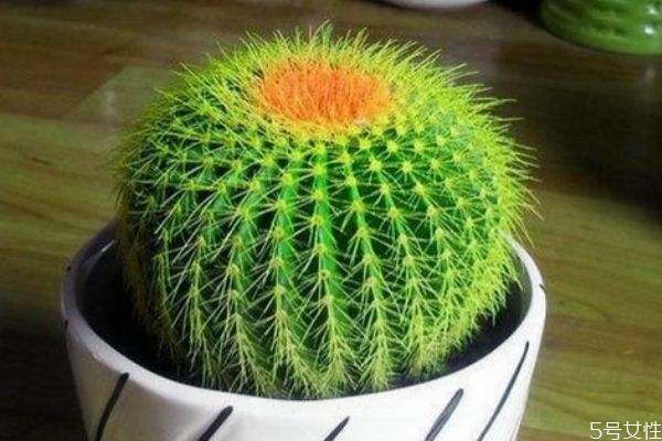 仙人掌可以敷臉嗎 用仙人掌敷臉有什么作用 仙人掌可以敷臉嗎 用仙人掌敷臉有什么作用