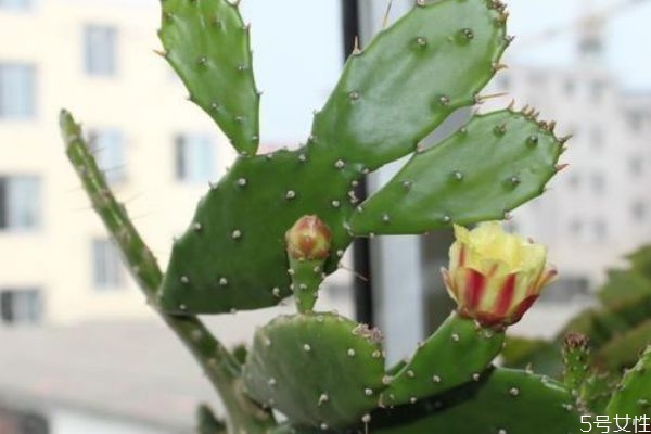 仙人掌可以敷臉嗎 用仙人掌敷臉有什么作用 仙人掌可以敷臉嗎 用仙人掌敷臉有什么作用