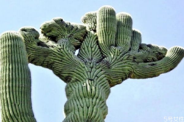 仙人掌的營(yíng)養(yǎng)價(jià)值 仙人掌的功效與作用 仙人掌的營(yíng)養(yǎng)價(jià)值 仙人掌的功效與作用