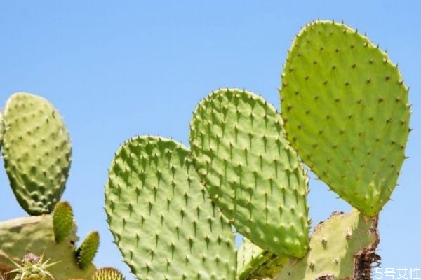 仙人掌可以減肥嗎 仙人掌怎么減肥 仙人掌可以減肥嗎 仙人掌怎么減肥