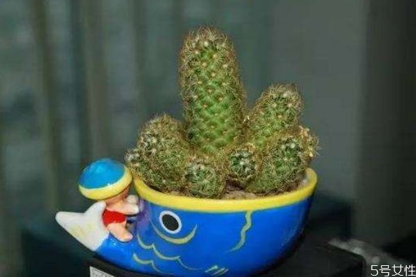 仙人掌可以減肥嗎 仙人掌怎么減肥 仙人掌可以減肥嗎 仙人掌怎么減肥