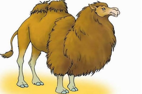 駱駝肉的熱量高嗎 駱駝肉的的熱量有多少呢 駱駝肉的熱量高嗎 駱駝肉的的熱量有多少呢