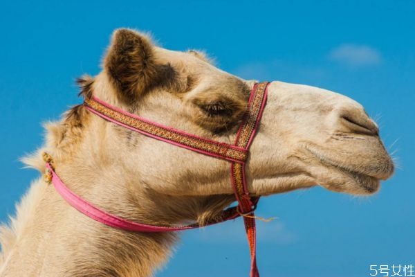 什么是駱駝呢 駱駝生長在什么環(huán)境下呢 什么是駱駝呢 駱駝生長在什么環(huán)境下呢