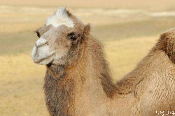 什么是駱駝呢 駱駝生長在什么環(huán)境下呢 什么是駱駝呢 駱駝生長在什么環(huán)境下呢