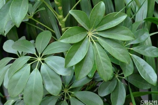 什么是鴨掌木呢 鴨掌木有什么作用呢 什么是鴨掌木呢 鴨掌木有什么作用呢