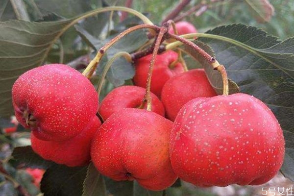 適合秋冬季節(jié)的水果有什么呢 多吃水果有什么好處呢 適合秋冬季節(jié)的水果有什么呢 多吃水果有什么好處呢