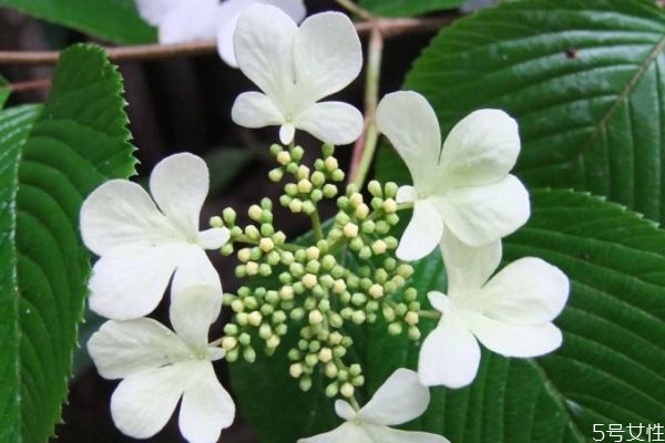 白蝴蝶是一種什么植物呢 白蝴蝶的生長環(huán)境是什么呢 白蝴蝶是一種什么植物呢 白蝴蝶的生長環(huán)境是什么呢