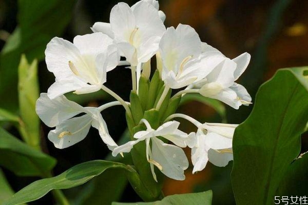 白蝴蝶是一種什么植物呢 白蝴蝶的生長環(huán)境是什么呢 白蝴蝶是一種什么植物呢 白蝴蝶的生長環(huán)境是什么呢