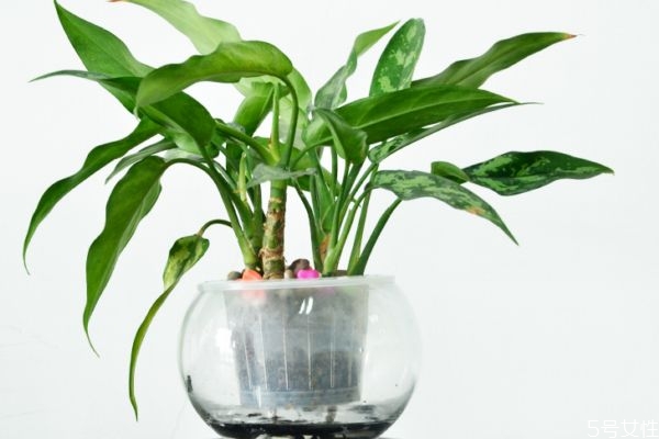 黑美人是一種什么植物呢 黑美人的種植有什么注意的呢 黑美人是一種什么植物呢 黑美人的種植有什么注意的呢