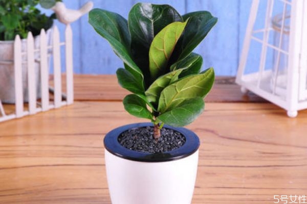 橡皮樹的花語是什么呢 橡皮樹有毒嗎 橡皮樹的花語是什么呢 橡皮樹有毒嗎