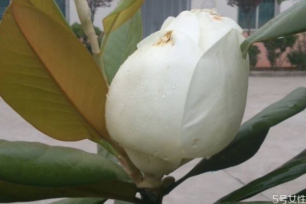 橡皮樹的花語是什么呢 橡皮樹有毒嗎 橡皮樹的花語是什么呢 橡皮樹有毒嗎