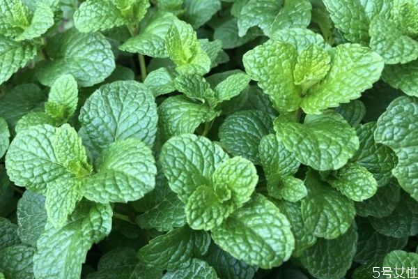 薄荷可以開花嗎 薄荷對人體有什么好處呢 薄荷可以開花嗎 薄荷對人體有什么好處呢