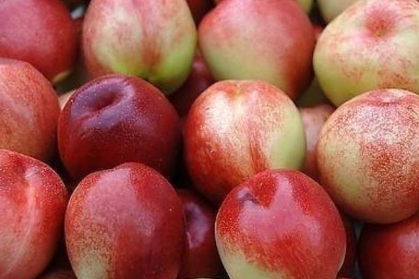 吃油桃有什么營(yíng)養(yǎng) 油桃一天適合吃幾個(gè)