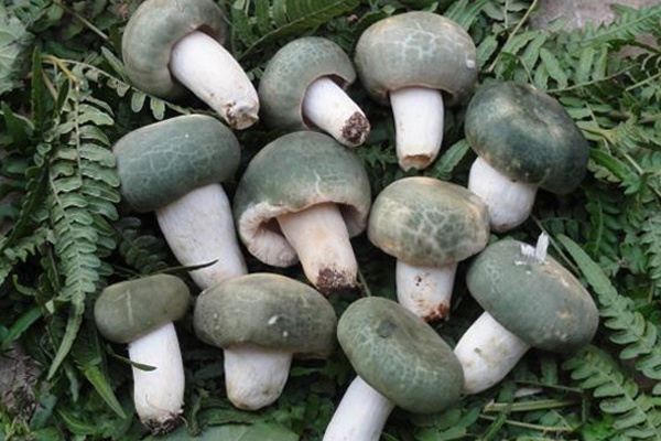 菌類(lèi)為什么要焯水 菌類(lèi)怎么焯水