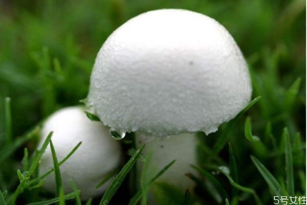 什么是草菇呢 草菇應(yīng)該怎么吃呢 什么是草菇呢 草菇應(yīng)該怎么吃呢