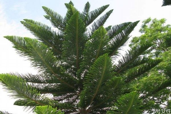 南洋杉是一種什么植物呢 南洋杉有什么作用呢 南洋杉是一種什么植物呢 南洋杉有什么作用呢