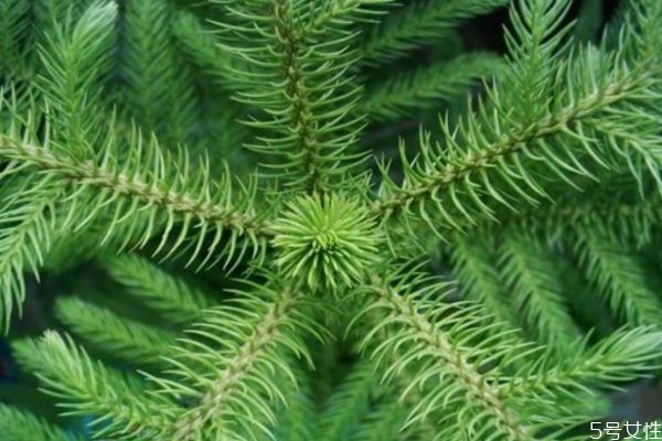 南洋杉是一種什么植物呢 南洋杉有什么作用呢 南洋杉是一種什么植物呢 南洋杉有什么作用呢