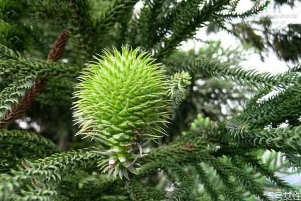 南洋杉是一種什么植物呢 南洋杉有什么作用呢 南洋杉是一種什么植物呢 南洋杉有什么作用呢