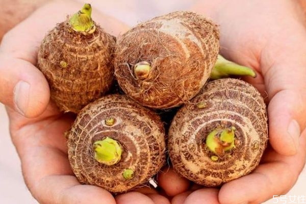 芋頭發(fā)芽可以吃嗎 芋頭應該怎么吃呢 芋頭發(fā)芽可以吃嗎 芋頭應該怎么吃呢