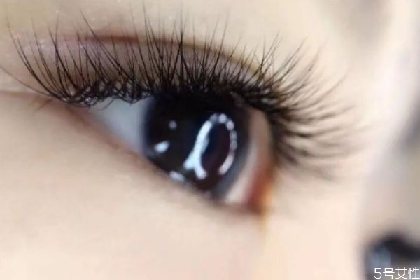 嫁接睫毛接多少根好看 嫁接睫毛是粘在睫毛什么位置 嫁接睫毛接多少根好看 嫁接睫毛是粘在睫毛什么位置