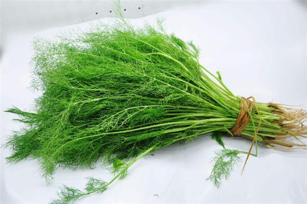 茴香為什么要用淡鹽水泡 洗茴香不用鹽水行嗎 茴香為什么要用淡鹽水泡 洗茴香不用鹽水行嗎