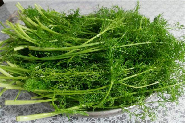 茴香為什么要用淡鹽水泡 洗茴香不用鹽水行嗎 茴香為什么要用淡鹽水泡 洗茴香不用鹽水行嗎