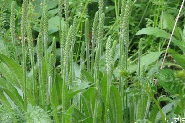 車(chē)前草是一種什么植物呢 車(chē)前草有什么作用呢