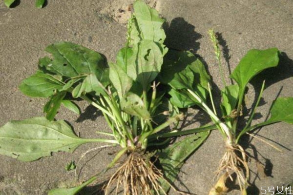 車(chē)前草是一種什么植物呢 車(chē)前草有什么作用呢