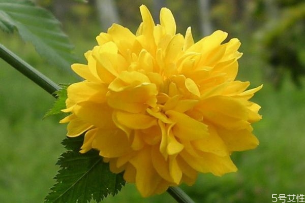 棣棠是一種什么植物呢 棣棠有什么作用呢 棣棠是一種什么植物呢 棣棠有什么作用呢