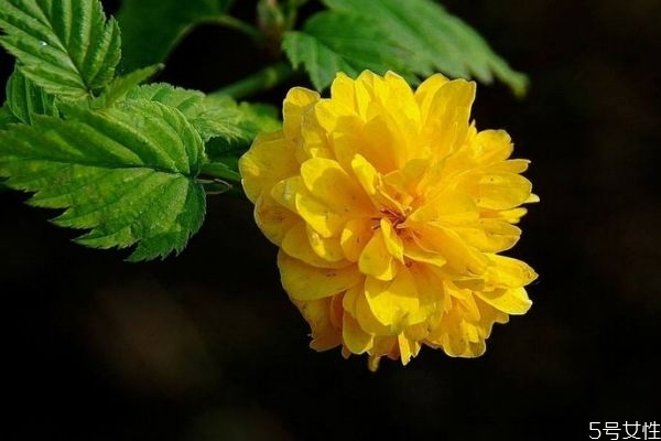 棣棠是一種什么植物呢 棣棠有什么作用呢 棣棠是一種什么植物呢 棣棠有什么作用呢