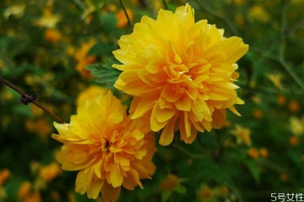 棣棠是一種什么植物呢 棣棠有什么作用呢 棣棠是一種什么植物呢 棣棠有什么作用呢