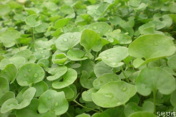 馬蹄金是一種什么植物呢 馬蹄金有什么作用呢 馬蹄金是一種什么植物呢 馬蹄金有什么作用呢