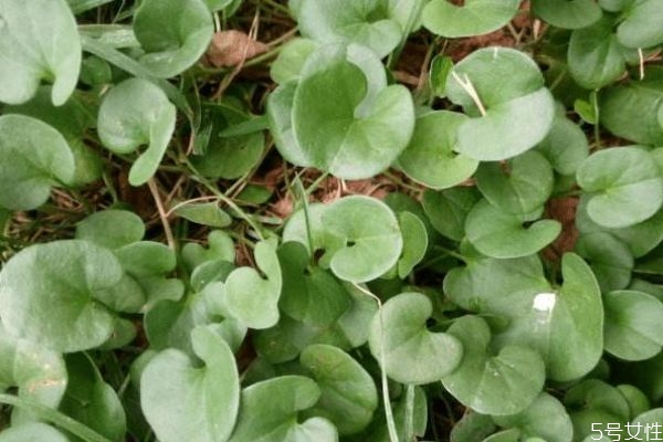 馬蹄金是一種什么植物呢 馬蹄金有什么作用呢 馬蹄金是一種什么植物呢 馬蹄金有什么作用呢