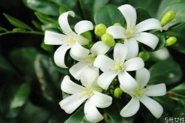 九里香是一種什么植物呢 九里香有什么作用呢 九里香是一種什么植物呢 九里香有什么作用呢