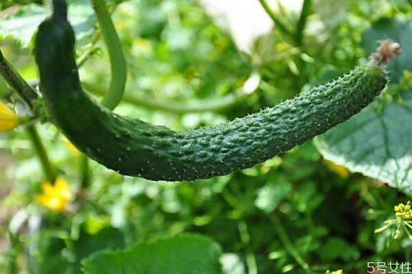 黃瓜中有什么營養(yǎng)價值呢 糖尿病人可以吃黃瓜嗎 黃瓜中有什么營養(yǎng)價值呢 糖尿病人可以吃黃瓜嗎
