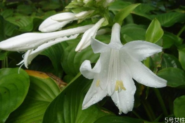 玉簪花會(huì)開花嗎 玉簪花的種植有什么注意的呢 玉簪花會(huì)開花嗎 玉簪花的種植有什么注意的呢