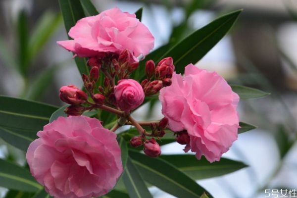 夾竹桃的花期是什么時(shí)候呢 夾竹桃有毒嗎 夾竹桃的花期是什么時(shí)候呢 夾竹桃有毒嗎