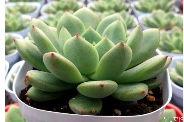 什么是多肉植物呢 多肉植物有什么特點(diǎn)呢 什么是多肉植物呢 多肉植物有什么特點(diǎn)呢