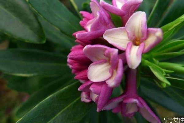 瑞香花的花語(yǔ)是什么呢 瑞香花的種植需要注意什么呢 瑞香花的花語(yǔ)是什么呢 瑞香花的種植需要注意什么呢