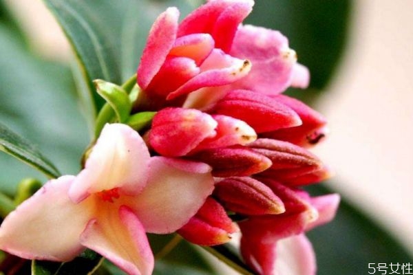 瑞香花的花語(yǔ)是什么呢 瑞香花的種植需要注意什么呢 瑞香花的花語(yǔ)是什么呢 瑞香花的種植需要注意什么呢