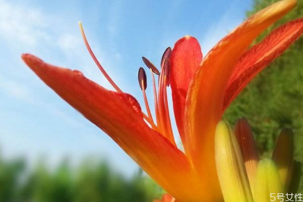 忘憂草的花語(yǔ)是什么呢 忘憂草的種植要注意什么呢