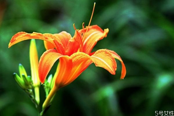 忘憂草的花語(yǔ)是什么呢 忘憂草的種植要注意什么呢