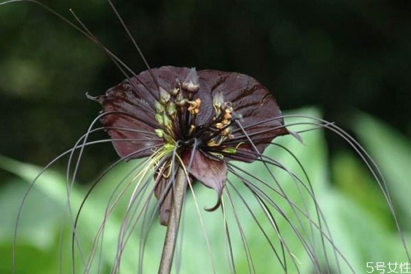 蝙蝠花是一種什么植物呢 蝙蝠花有什么作用呢 蝙蝠花是一種什么植物呢 蝙蝠花有什么作用呢