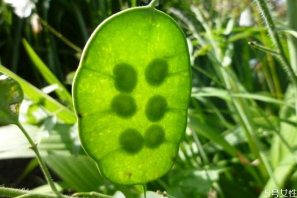 什么是銀扇草呢 銀扇草有什么作用呢