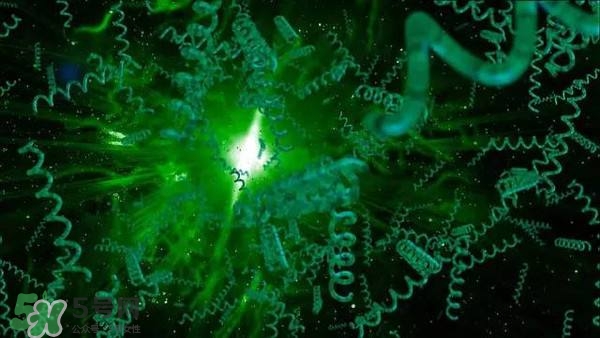 螺旋藻是飯前吃還是飯后吃？螺旋藻怎么吃？