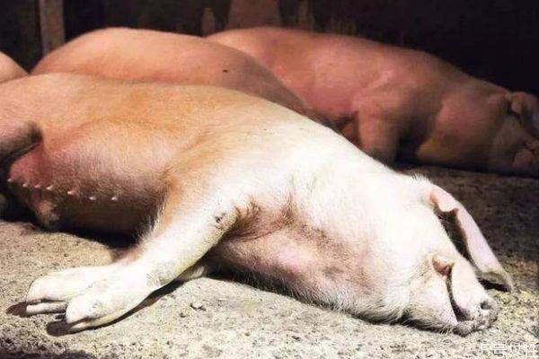 什么是豬瘟呢 得豬瘟的豬可以吃嗎 什么是豬瘟呢 得豬瘟的豬可以吃嗎