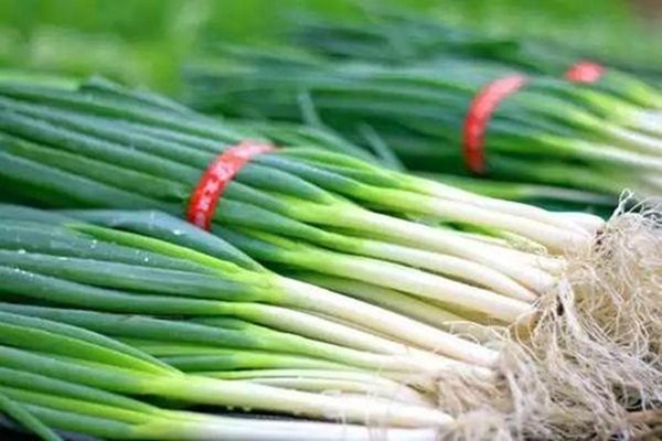 大蔥放冰箱保存嗎 大蔥怎么保存時(shí)間最長(zhǎng) 大蔥放冰箱保存嗎 大蔥怎么保存時(shí)間最長(zhǎng)