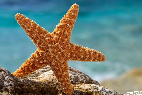 海星可以吃嗎 海星有什么營(yíng)養(yǎng)價(jià)值呢